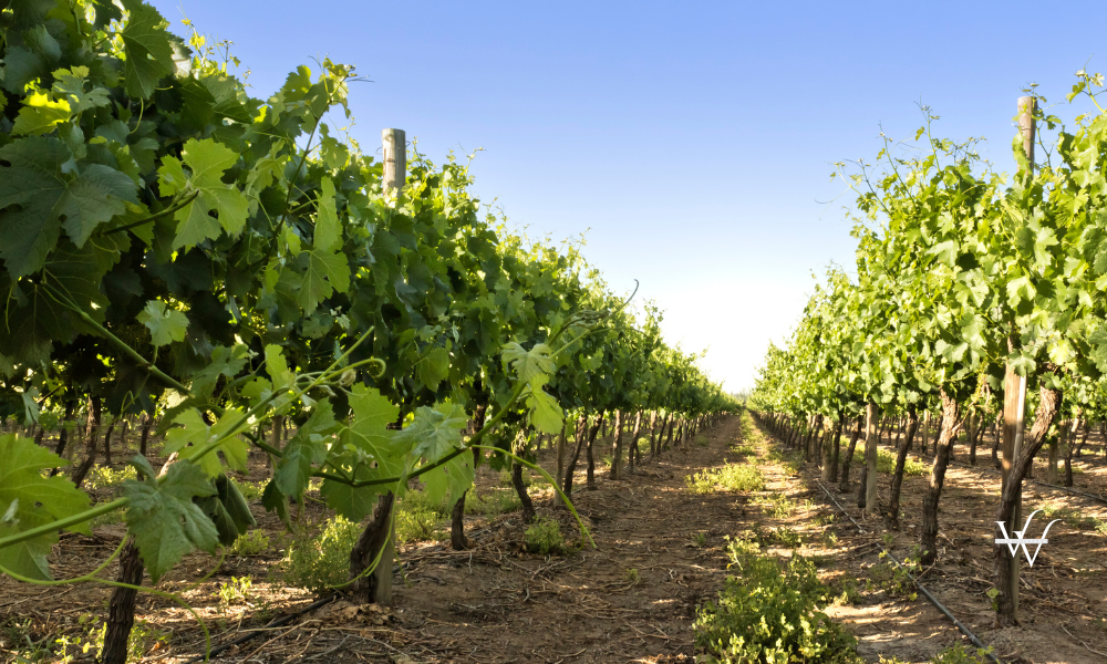 Vineyard in Mendoza