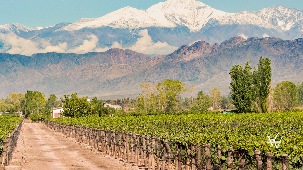 Vineyard in Mendoza, Argentina