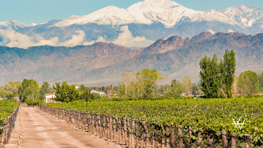 Vineyard in Mendoza, Argentina
