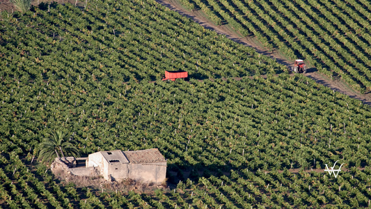 Vineyard in Sicily