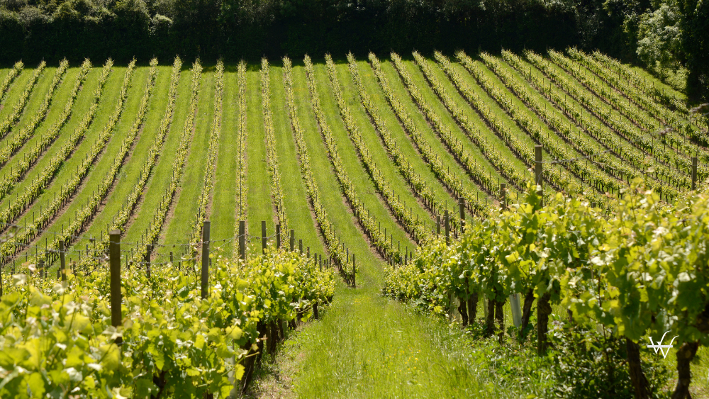 Vineyard in Surrey. England