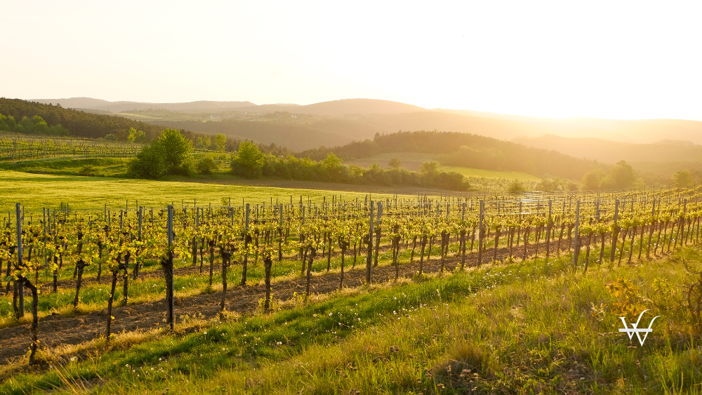 Vineyard in the famous Austrian winegrowing area Kamptal (Langenlois), Lower Austria