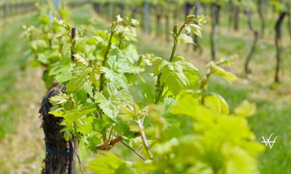 Vineyard in the famous Austrian winegrowing area Kamptal (Langenlois), Lower Austria