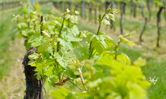 Vineyard in the famous Austrian winegrowing area Kamptal (Langenlois), Lower Austria