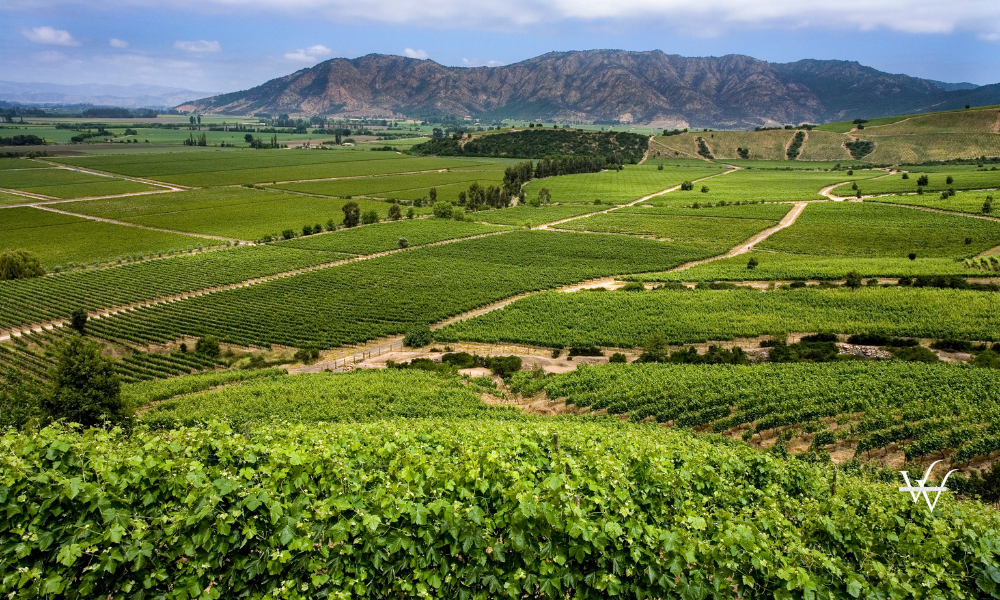 Vineyard producing Chilean wine near Santa Cruz in the Colchagua Valley - Chile - South America