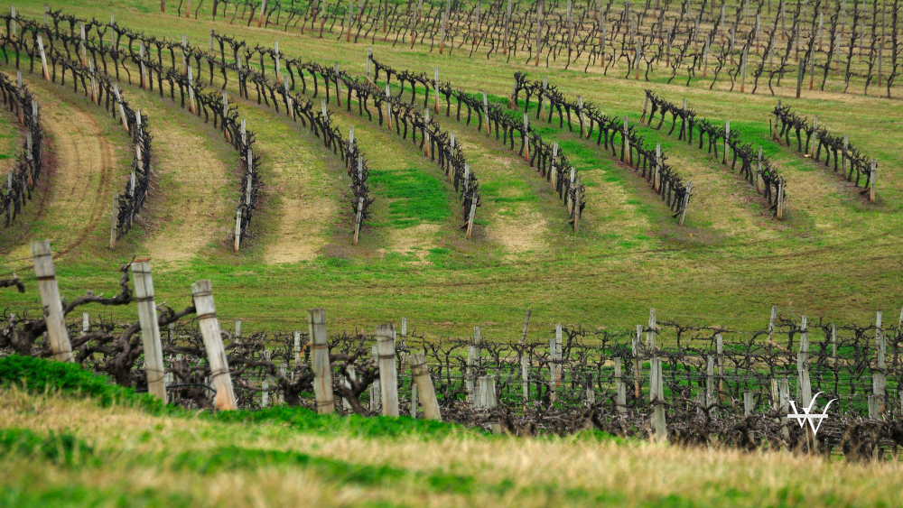 Vineyards, Australia