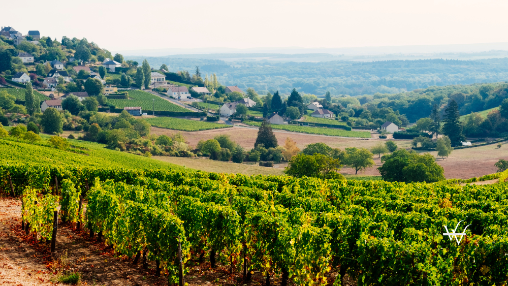 Vineyards at Sancerre, Loire Valley, France