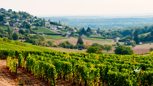 Vineyards at Sancerre, Loire Valley, France