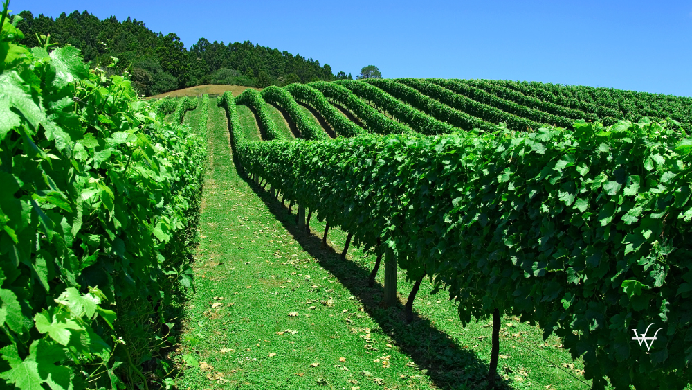 Vineyards for New Zealand wine