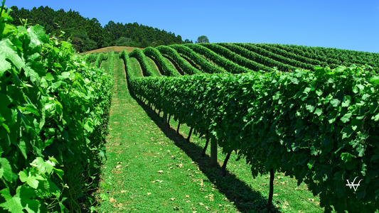 Vineyards for New Zealand wine