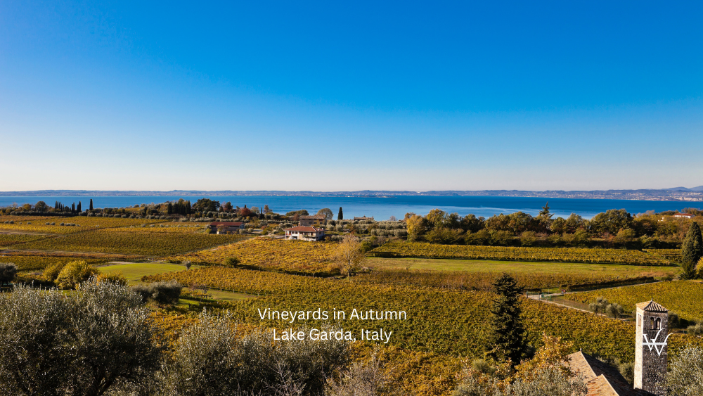 Vineyards in Autumn, Lake Garda, Italy