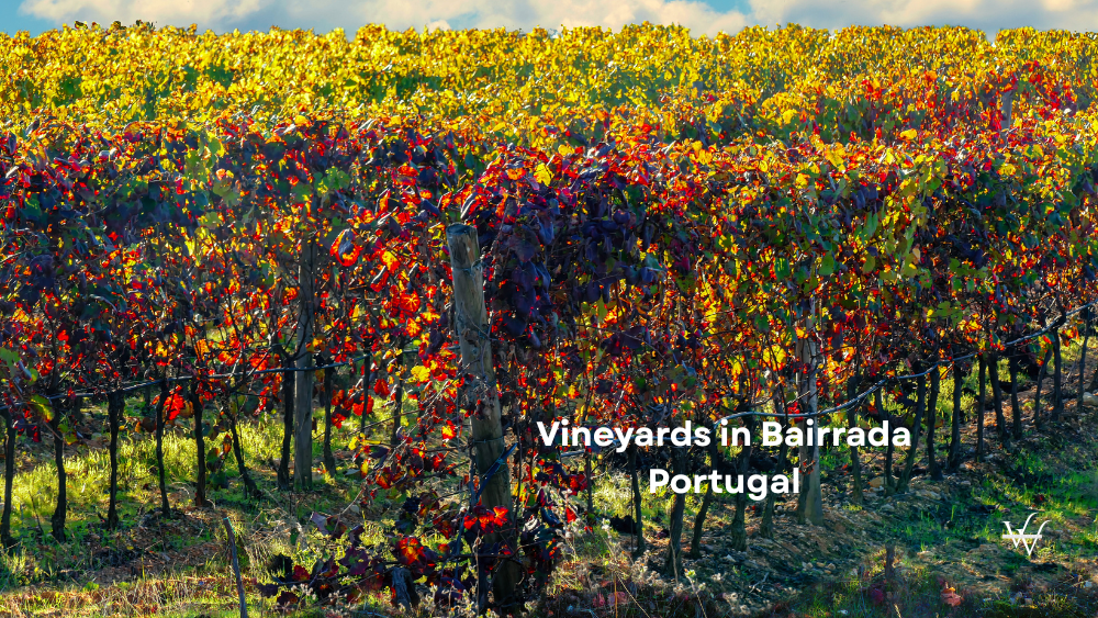 Vineyards in Bairrada, Portugal