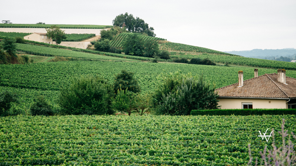 Vineyards in Bordeaux