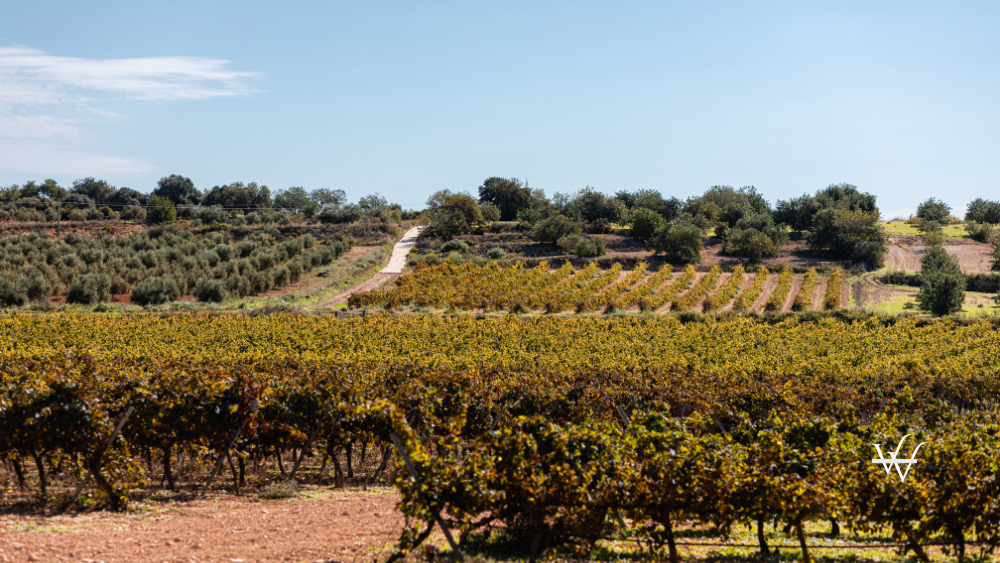 Vineyards in Priorat, Catalonia, Spain
