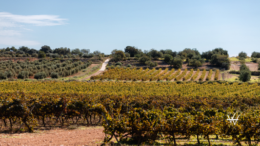 Vineyards in Priorat, Catalonia, Spain