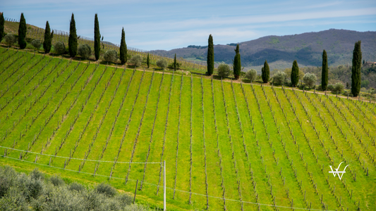 Vineyards in Tuscany. Italy. Europe.