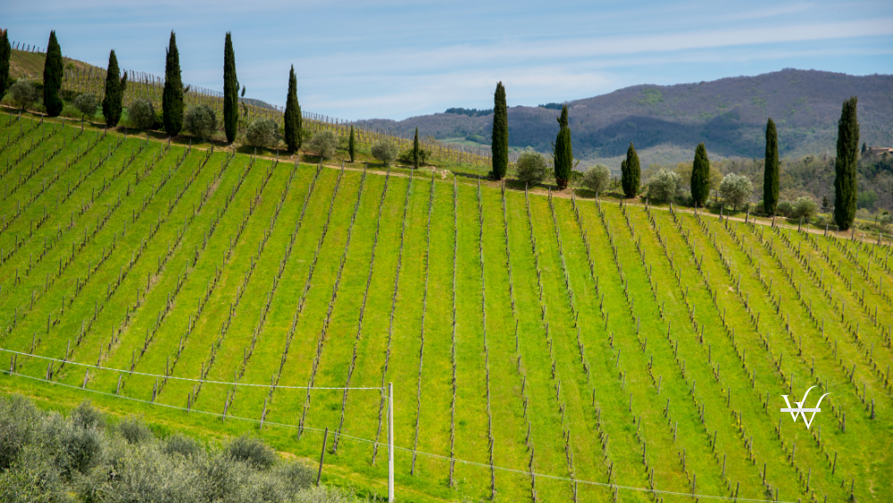 Vineyards_in_Tuscany._Italy._Europe.