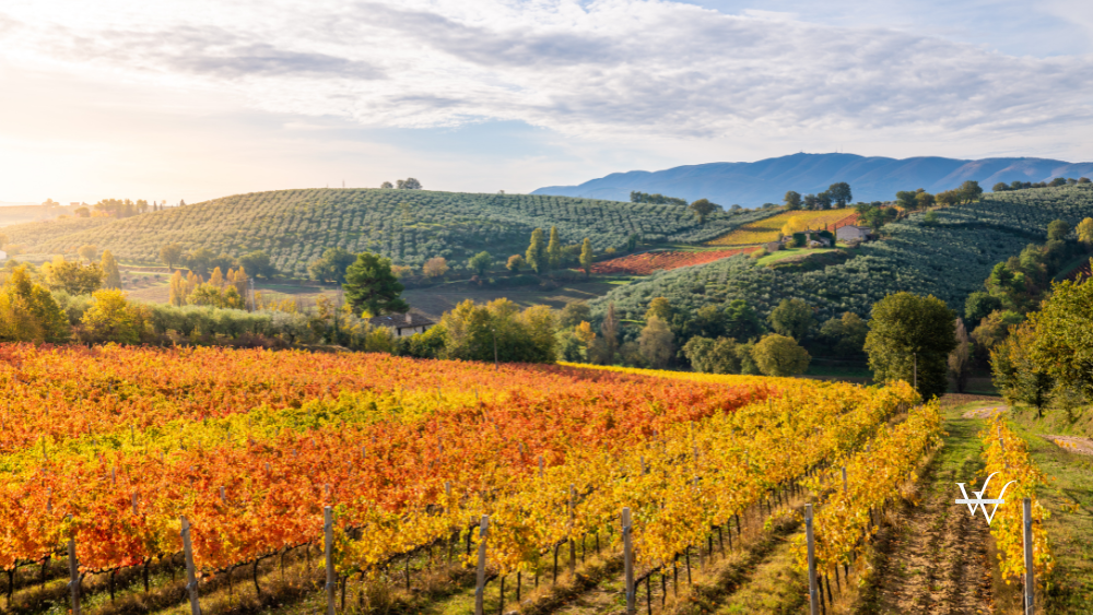 Vineyards in autumn near Montefalco, Umbria, Italy