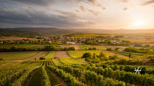Vineyards near Marz, Rosalia, Burgenland © ÖWM
