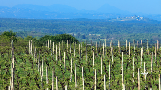 Vineyards of Croatia