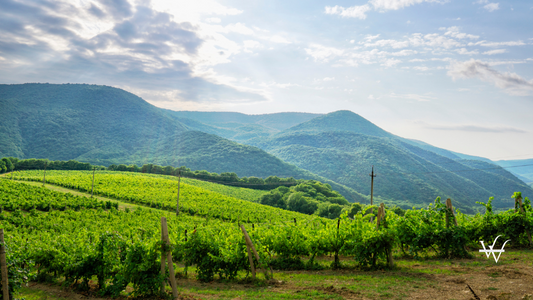 Vineyards_of_the_Krasnodar_Territory