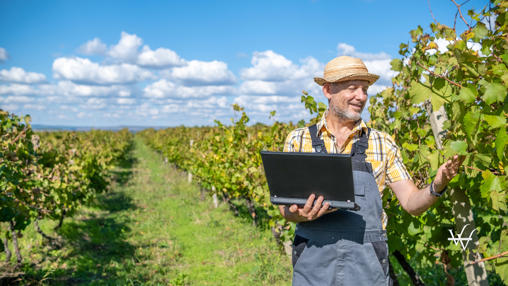 Vintner_-_oenologist_works_in_a_vineyard.
