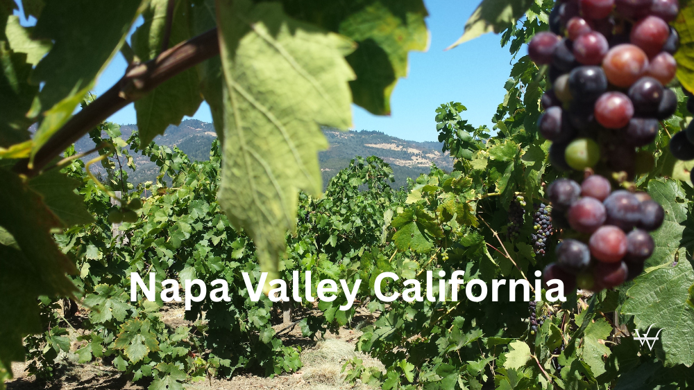 Vinyard Napa Valley California