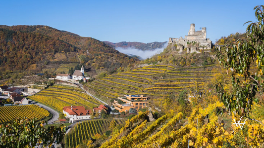 Weingut Nigl Winery Vineyards