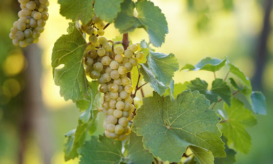 Welschriesling © Austrian Wine  WSNA