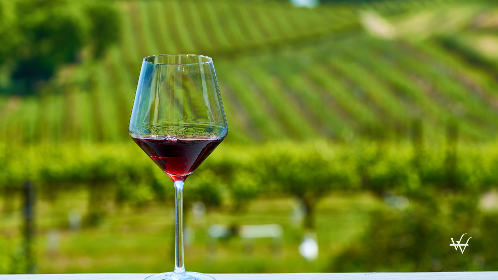 Wine Tourism Long-Term Trends