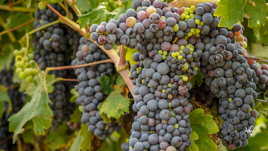 Wine grapes during Summer in Lodi, California vineyards