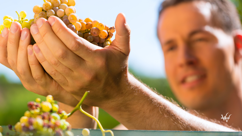 French Winegrowers Warn of Collapse as Economic and Climate Pressures ...