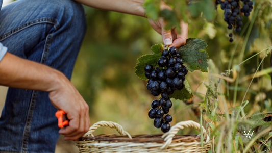 Winemaking Grape Harvest