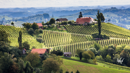Wineyards in Styria, Austria