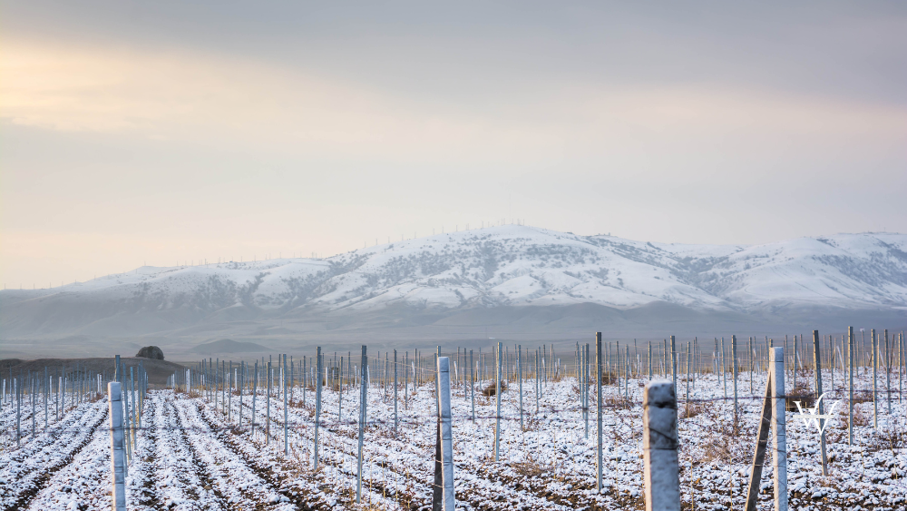 Winter vineyard