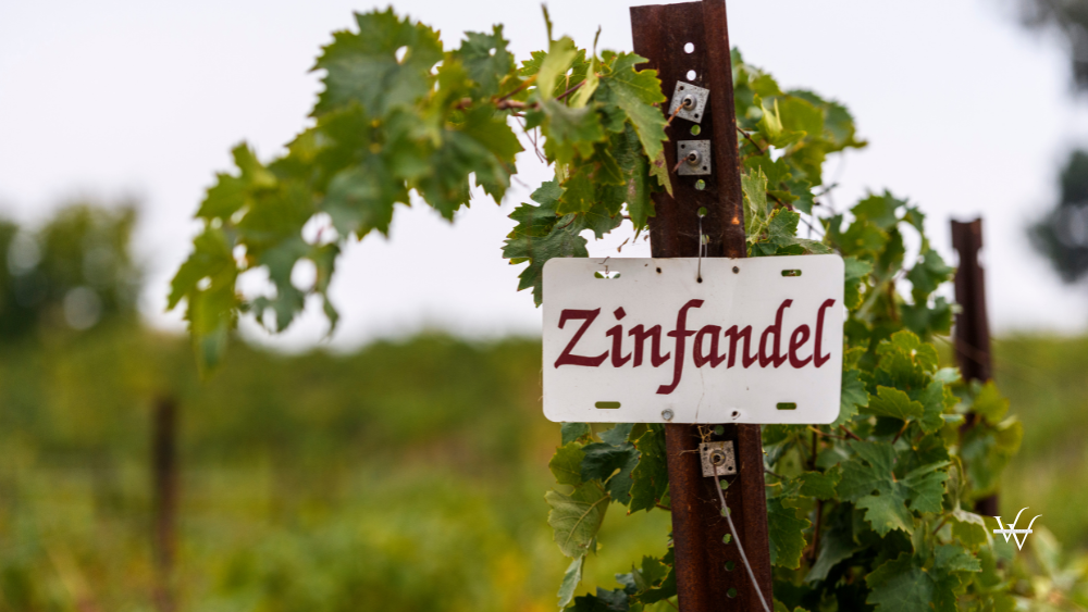 Zinfandel wine sign vineyard