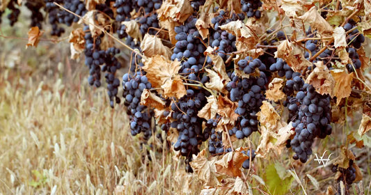 background-of-ripe-grapes-moldova