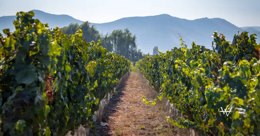 chilean vineyard santiago chile