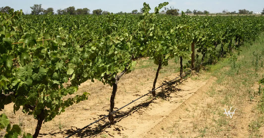 drought vineyard vine