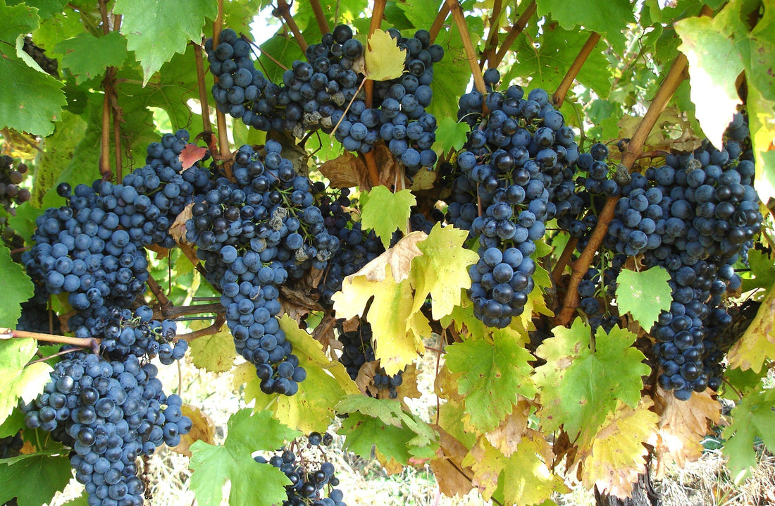 Feteasca Neagra Grape