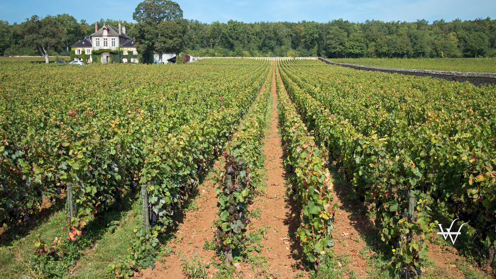 french vineyard (1)