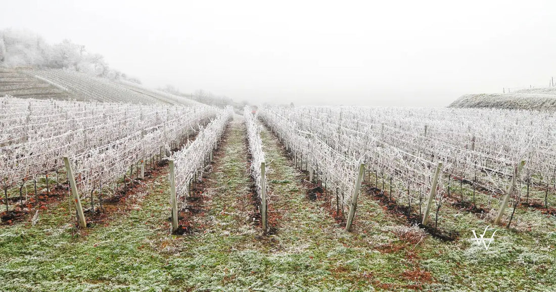 frost-covered-vineyard-in-winter