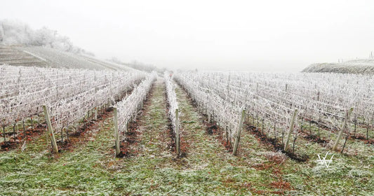 frost-covered-vineyard-in-winter