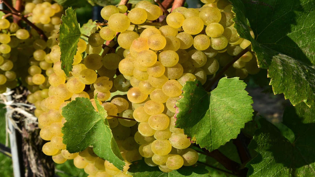 Grüner Veltliner - Austria’s Signature Grape and the World’s Best-Kept Wine Secret