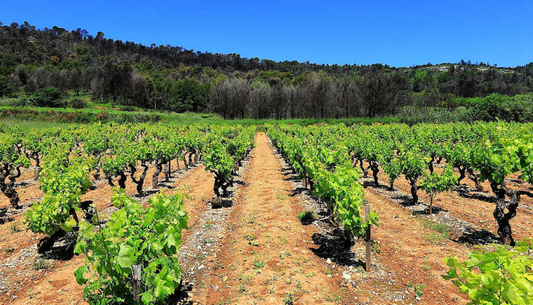 languedoc vineyard (1)