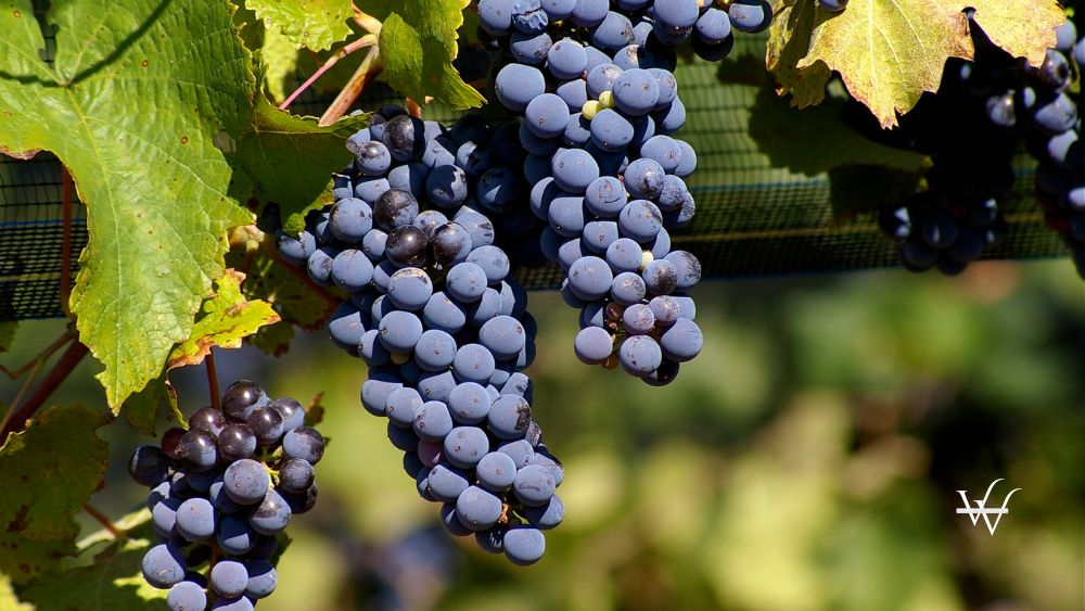 malbec grapes