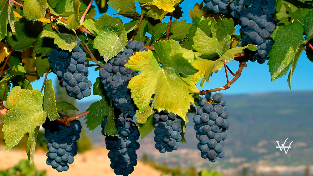 merlot grapes