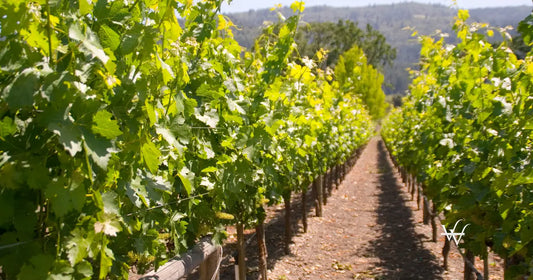 napa valley vineyards