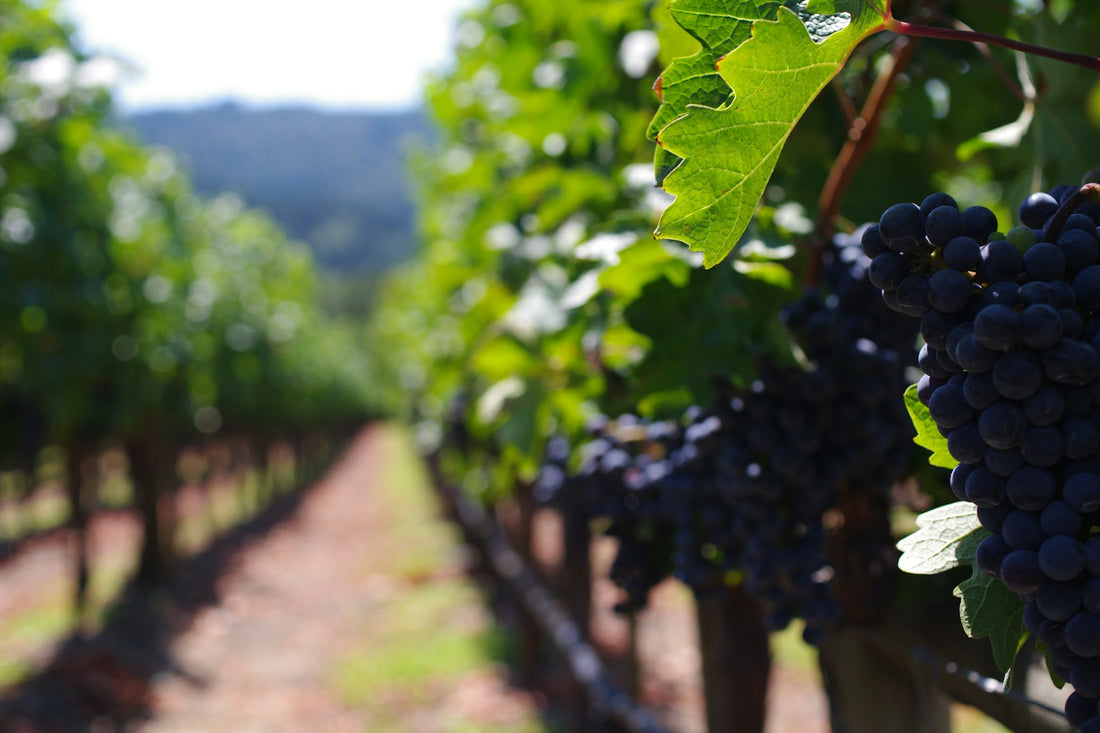 napa cabernet sauvignon vineyard