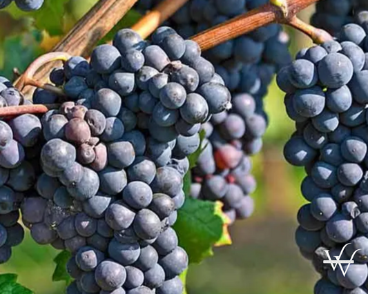 pinot noir grape (1)